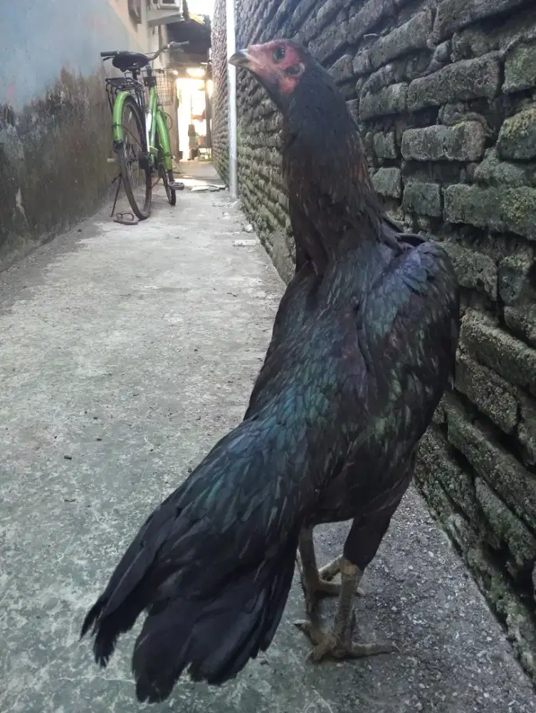 Ayam betina koytard pkul keras