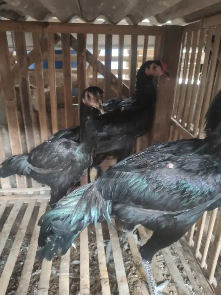 ayam Bangkok Mangon 3 ekor