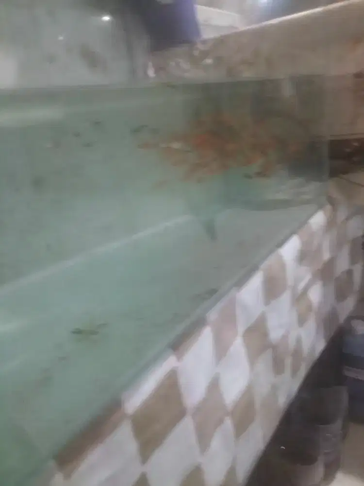 Guppy dan ikan mas pedang