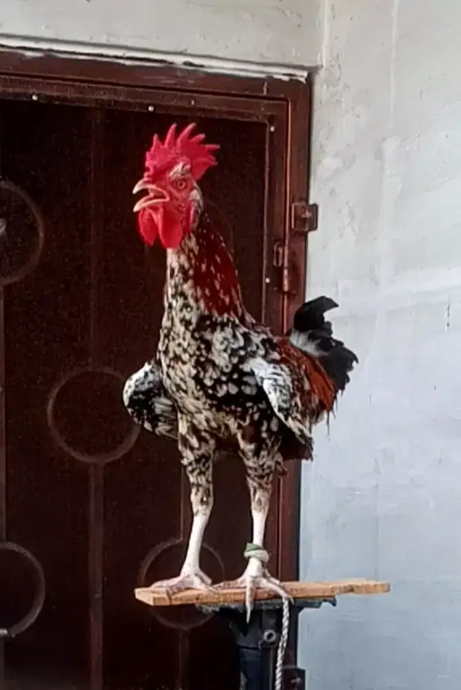 Ayam Ketawa Jantan Durasi Panjang Kwalitas