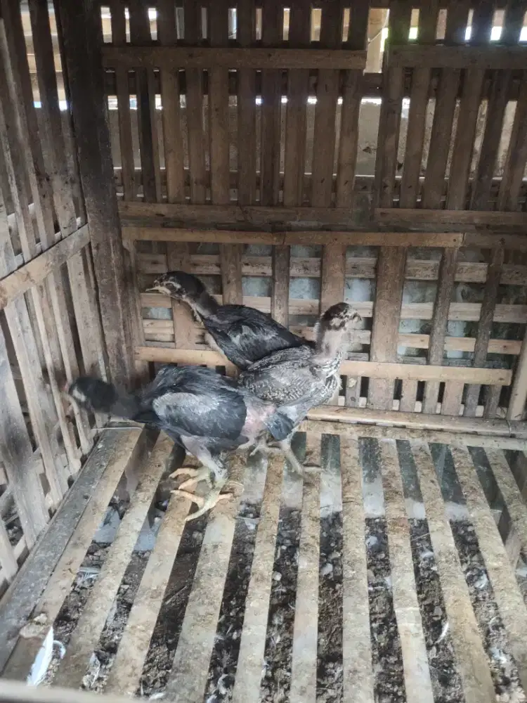 anak ayam Bangkok Mangon 3 ekor