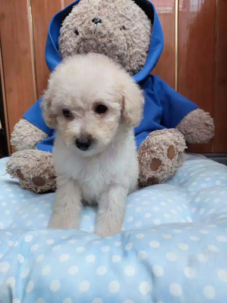 Poodle MurMer Berkualitas