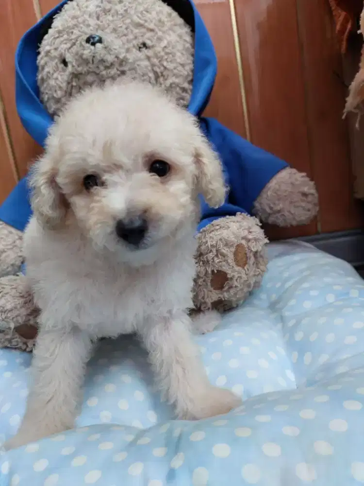 Poodle MurMer Berkualitas
