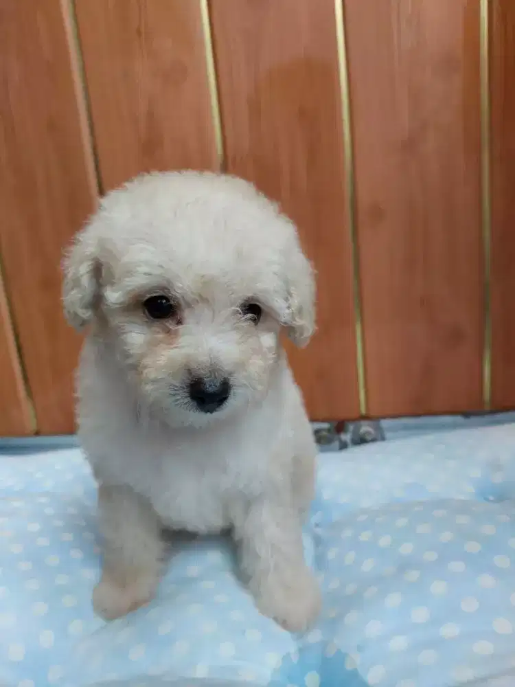 Poodle MurMer Berkualitas