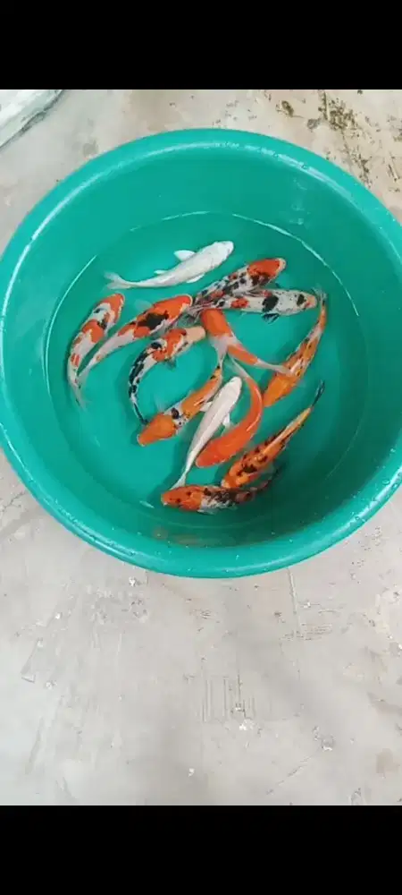 Koi mix size 15 - 16 cm