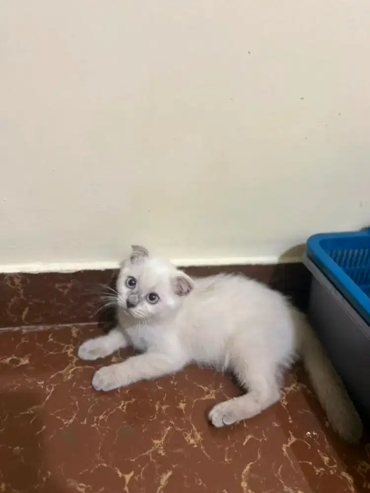 Scotishfold  BSH betina