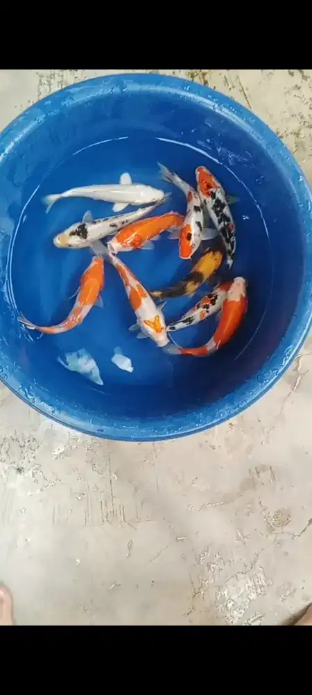 Koi mix 10 ekor