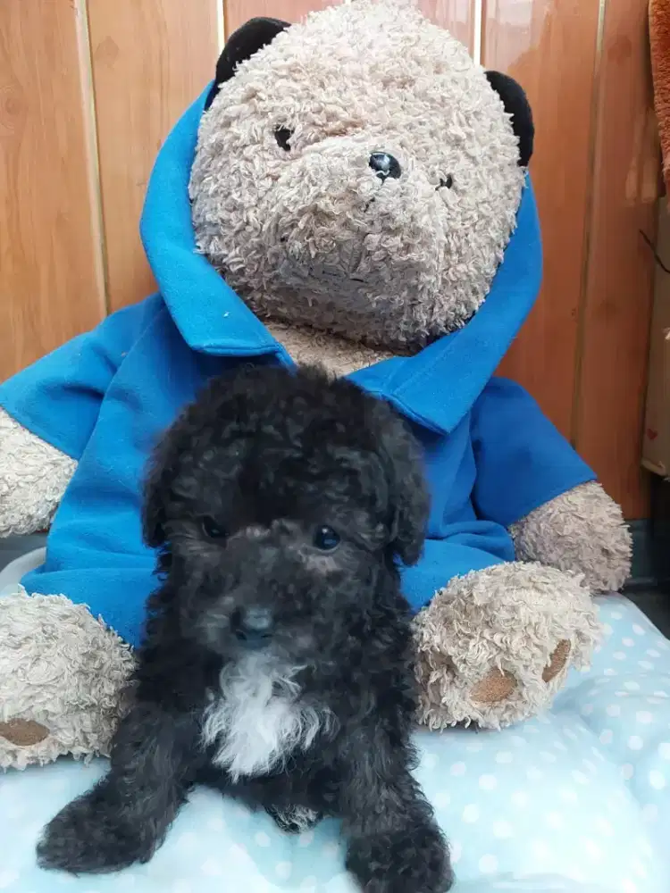Poodle Tiny Toy Berkualitas