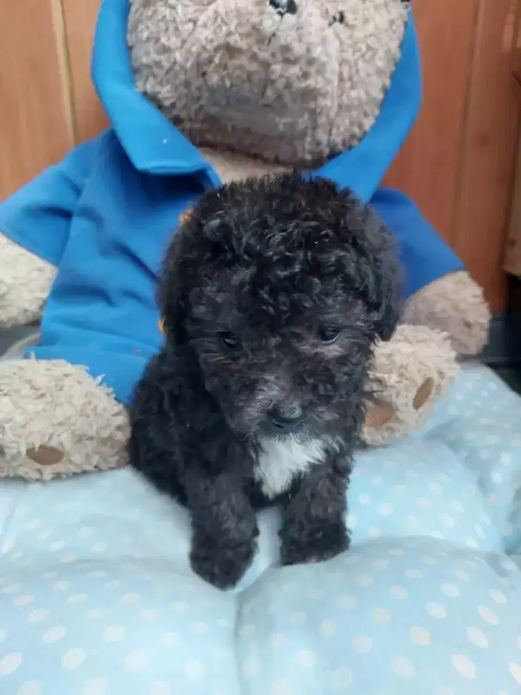 Poodle Tiny Toy Berkualitas
