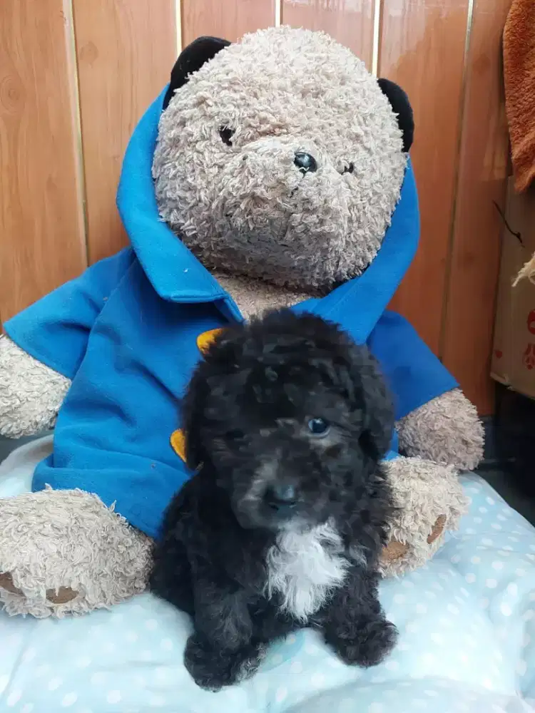 Poodle Tiny Toy Berkualitas