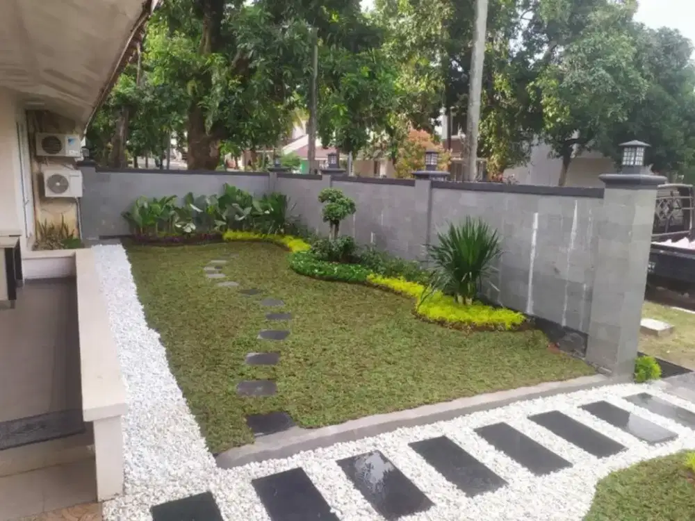 Menjual rumput gajah mini+pemasangan