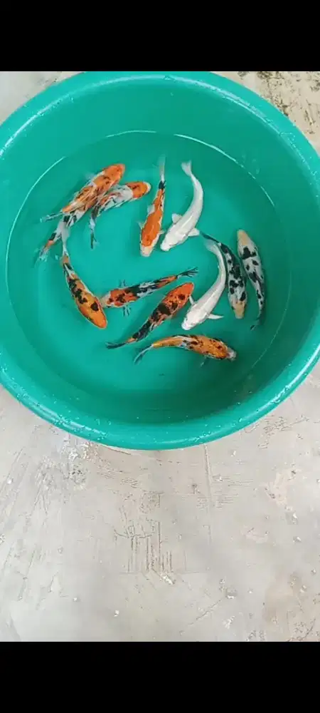 Koi mix 12 ekor