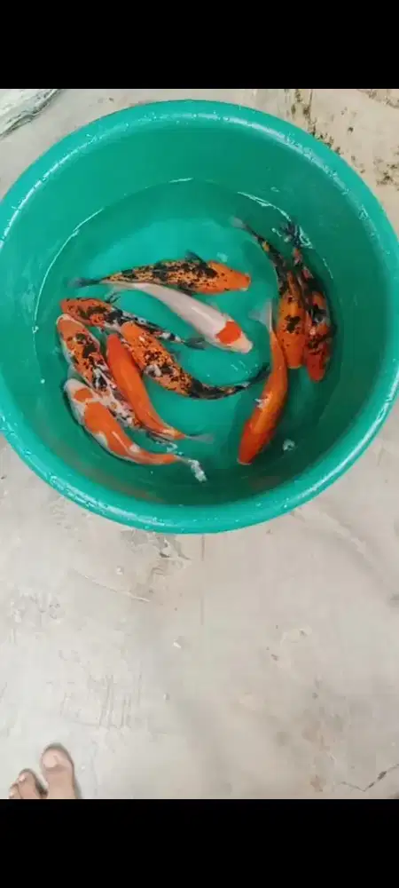 Koi mix 10 ekor