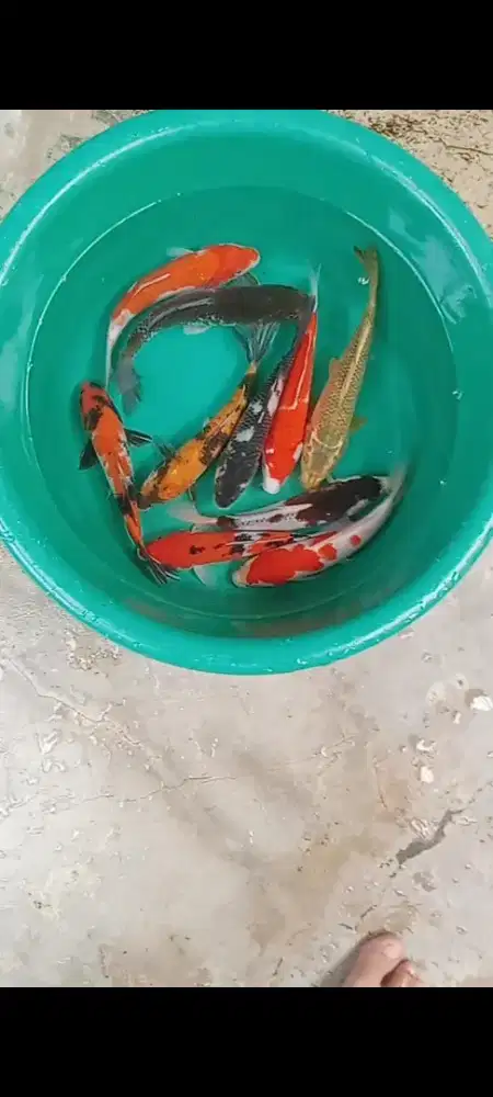 Koi mix 10 ekor
