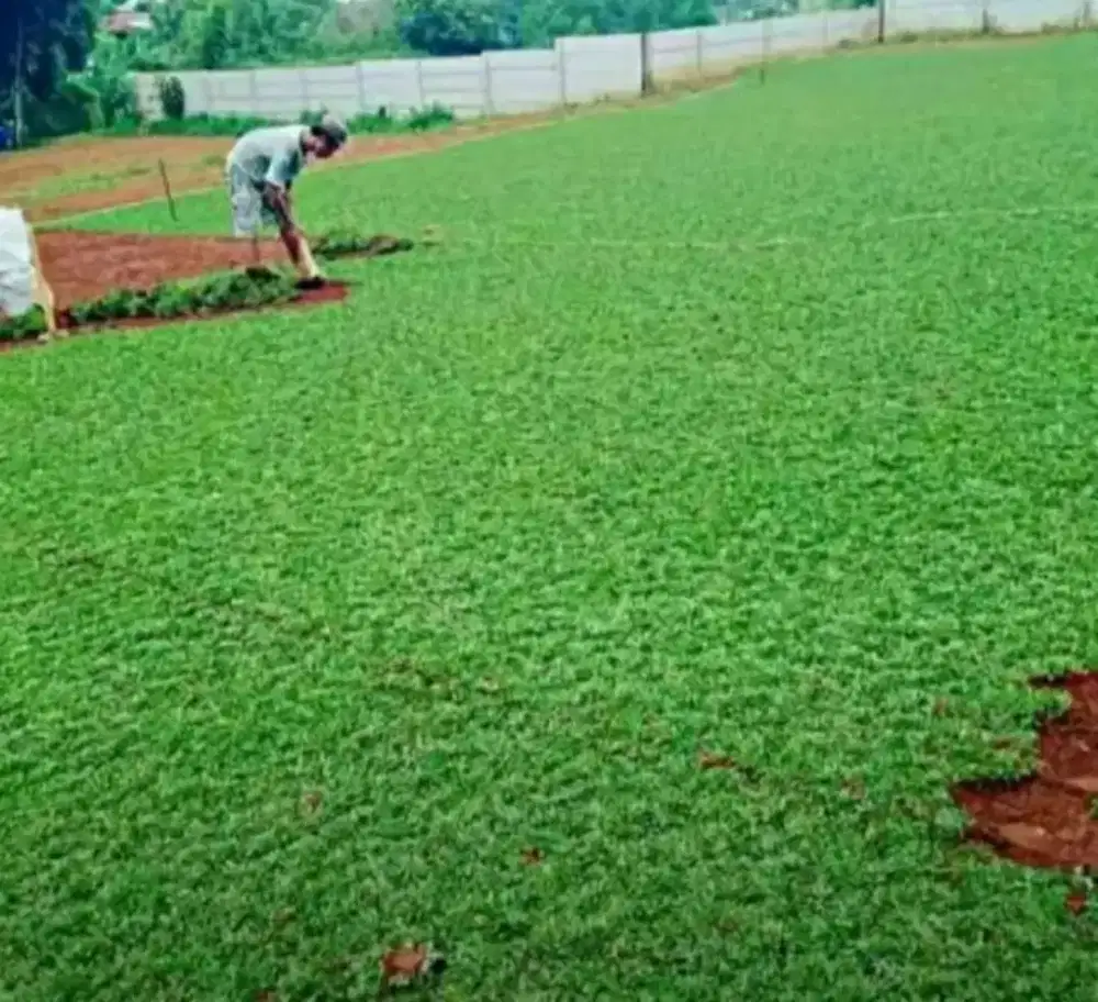 Rumput gajah mini 1x1