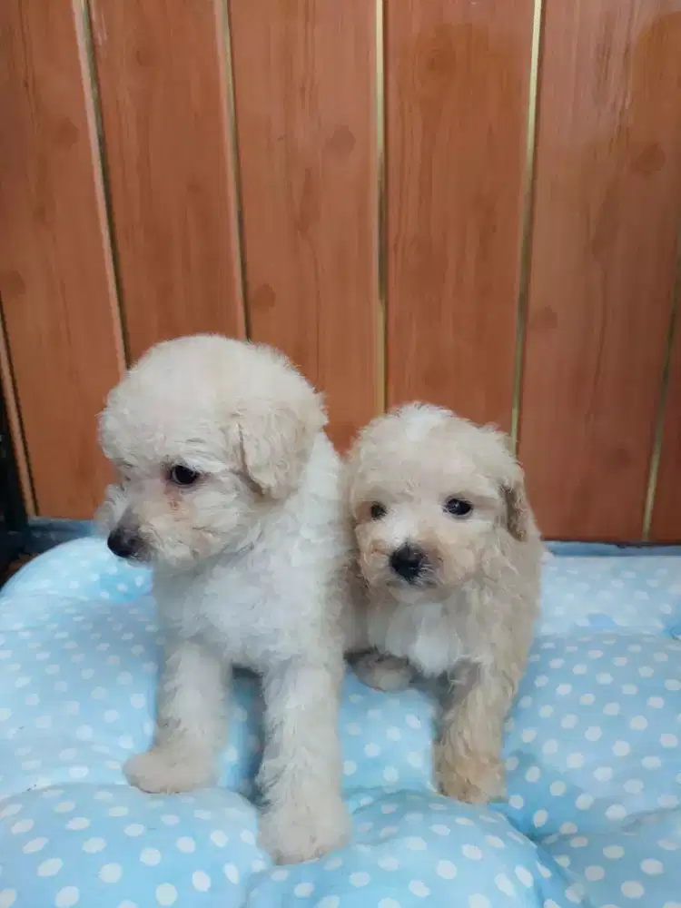Poodle Tiny Berkualitas