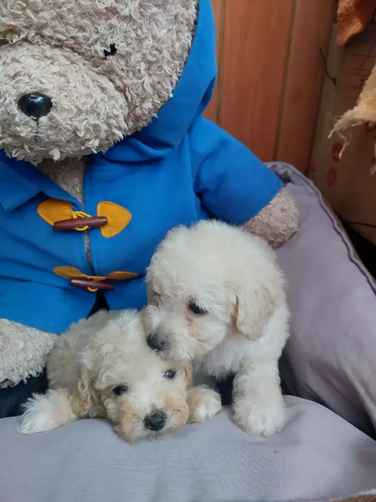 Poodle Tiny Berkualitas