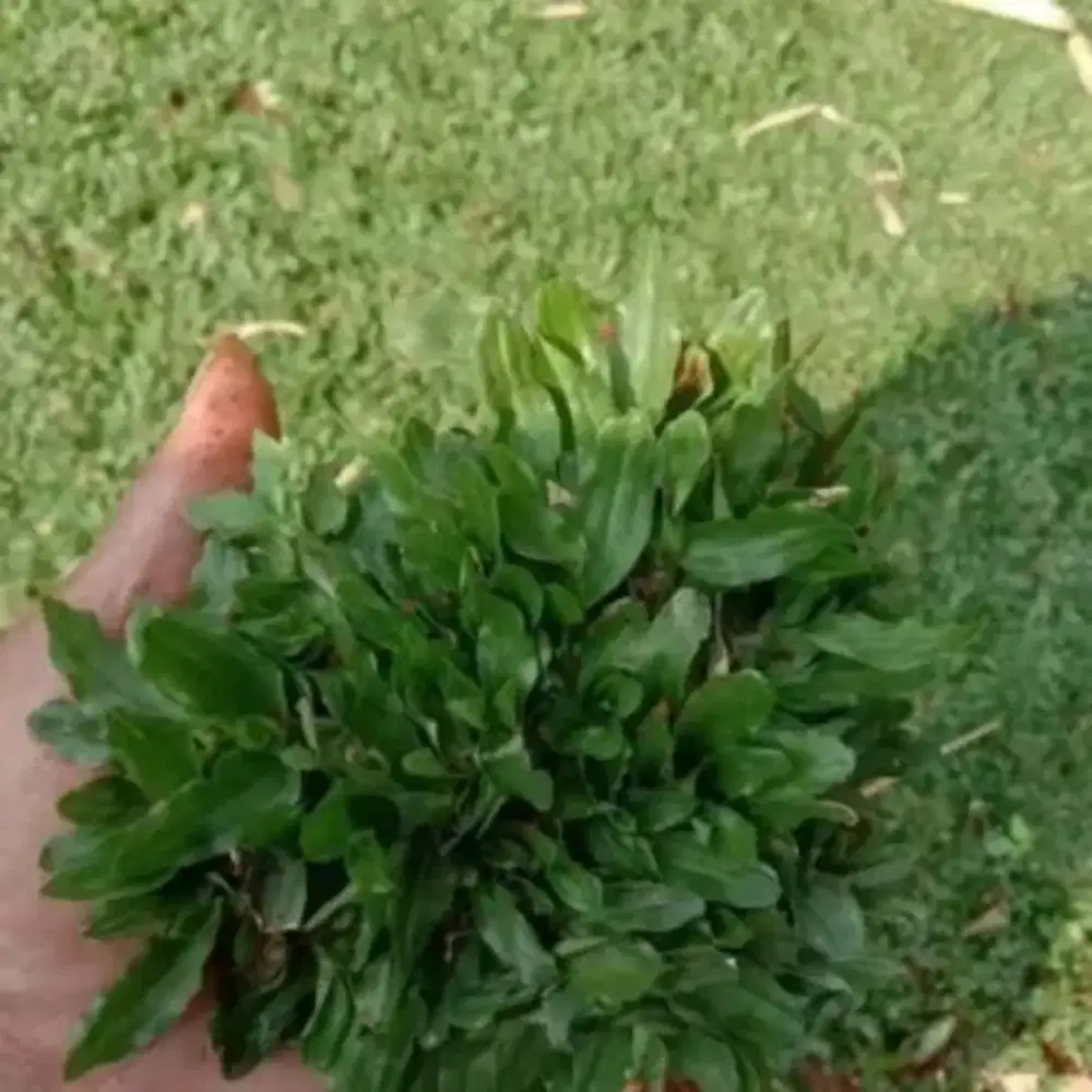 Rumput gajah mini 1x1