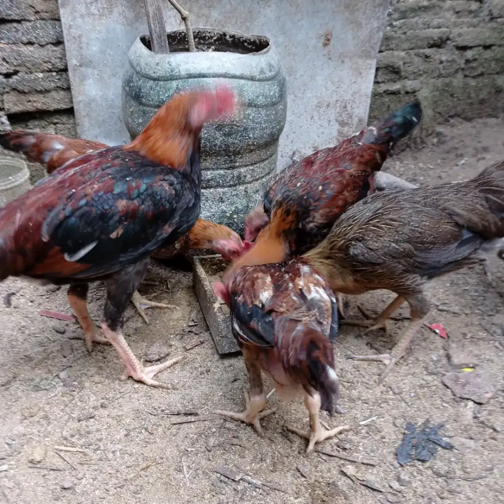 Jual ayam kampung
