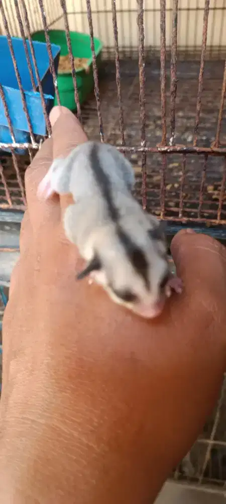 Jual sugar glider 1 koloni murah