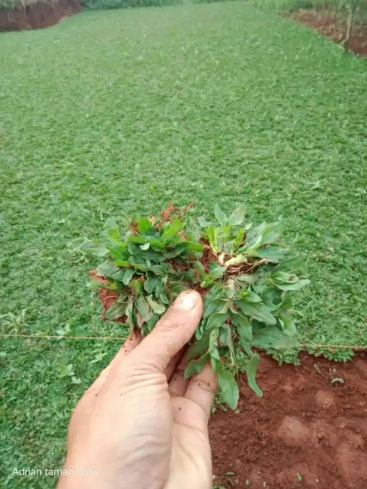 Jual rumput gajah mini 1x1