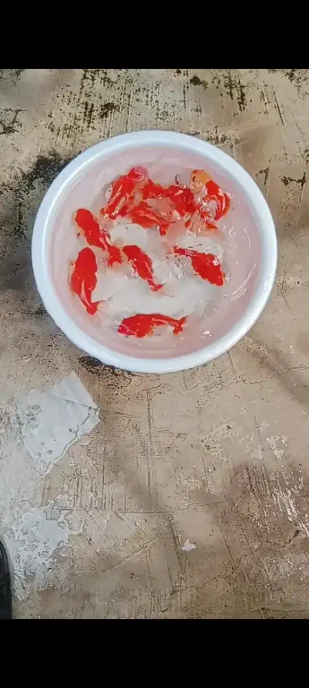 Koki Oranda Red white jawa