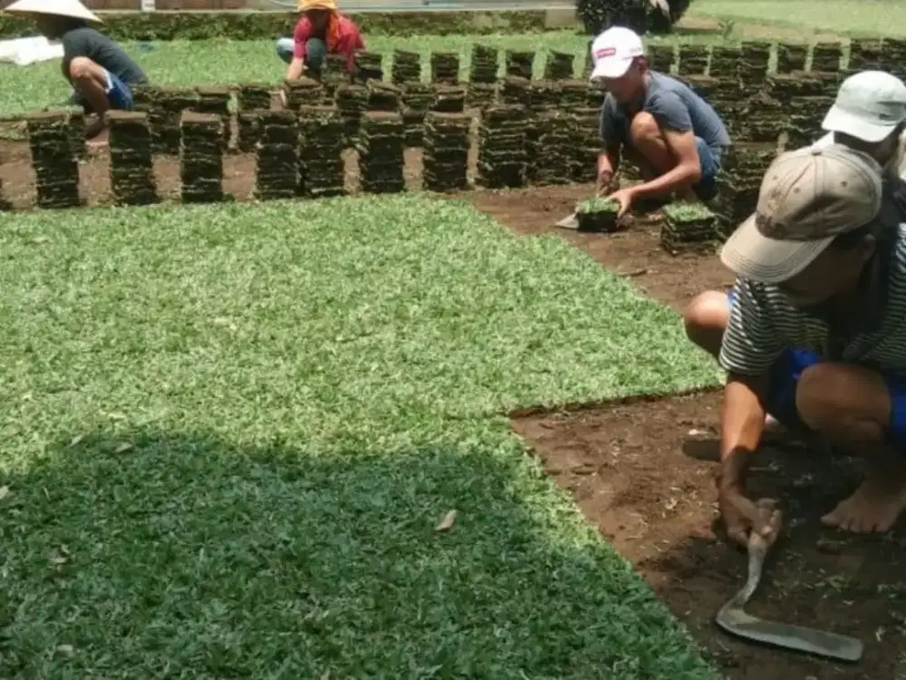 Rumput gajah mini 1x1