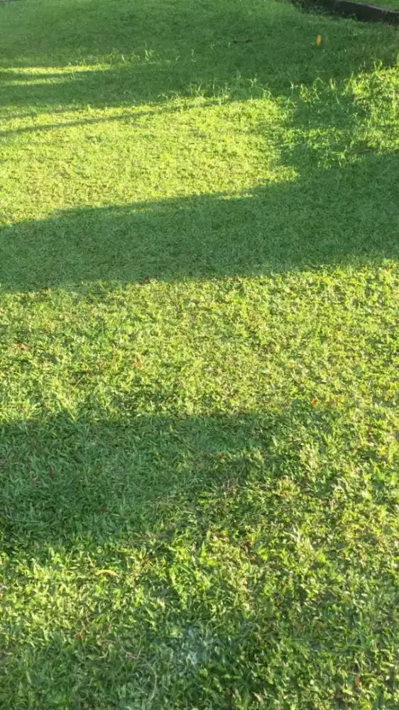 RUMPUT gajah mini 1x1