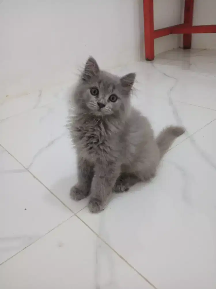 KITTEN PERSIA JANTAN