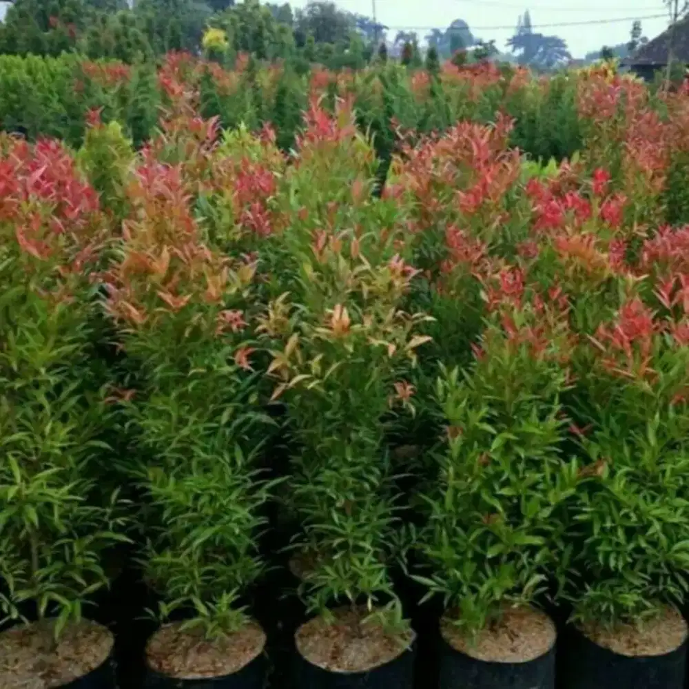 TANAMAN PUCUK MERAH TINGGI 1-2 METER