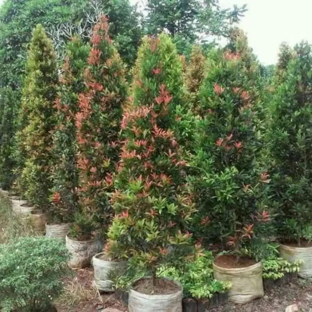 Tanaman pucuk merah tinggi 1 meter