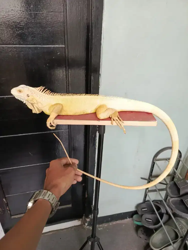 Iguana Albino Jantan