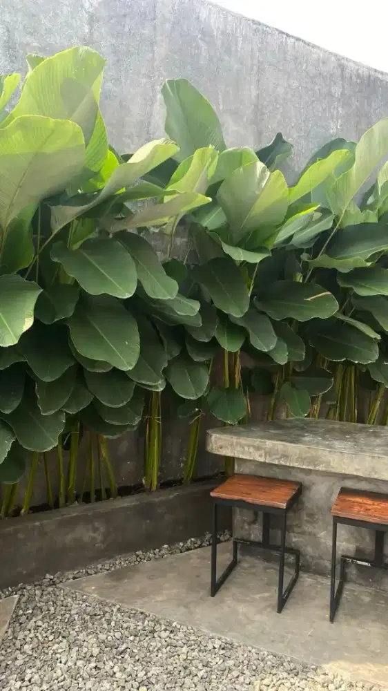 TANAMAN HIAS POHON PISANG CHALATEA TINGGI 15-30CM