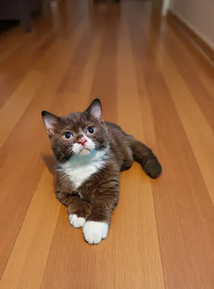 KITTEN MUNCHKIN BSH BICO CHOCO CINNAMON JANTAN