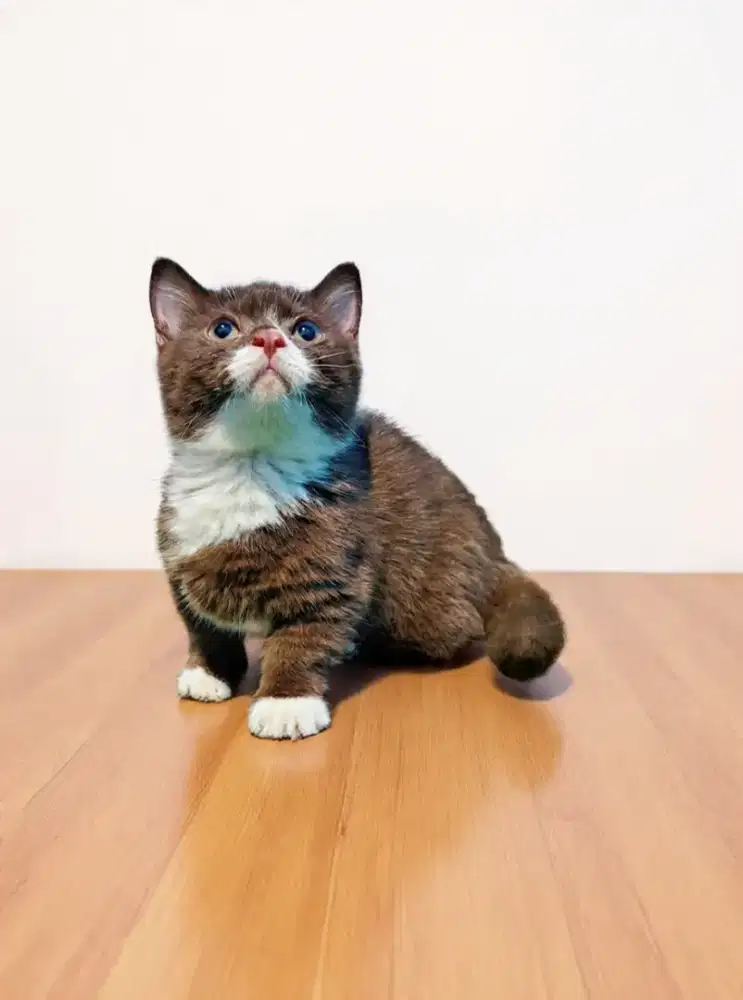 KITTEN MUNCHKIN BSH BICO CHOCO CINNAMON JANTAN