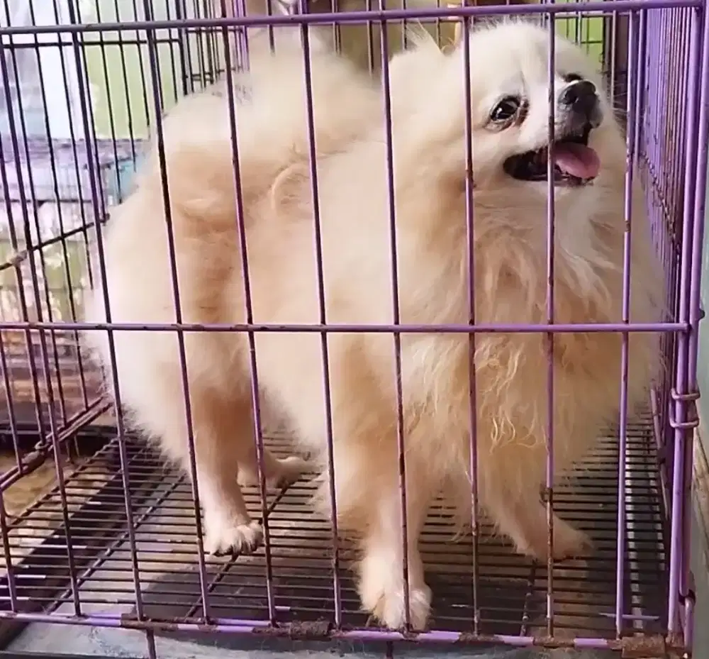 Betina pom bentar LG lup
