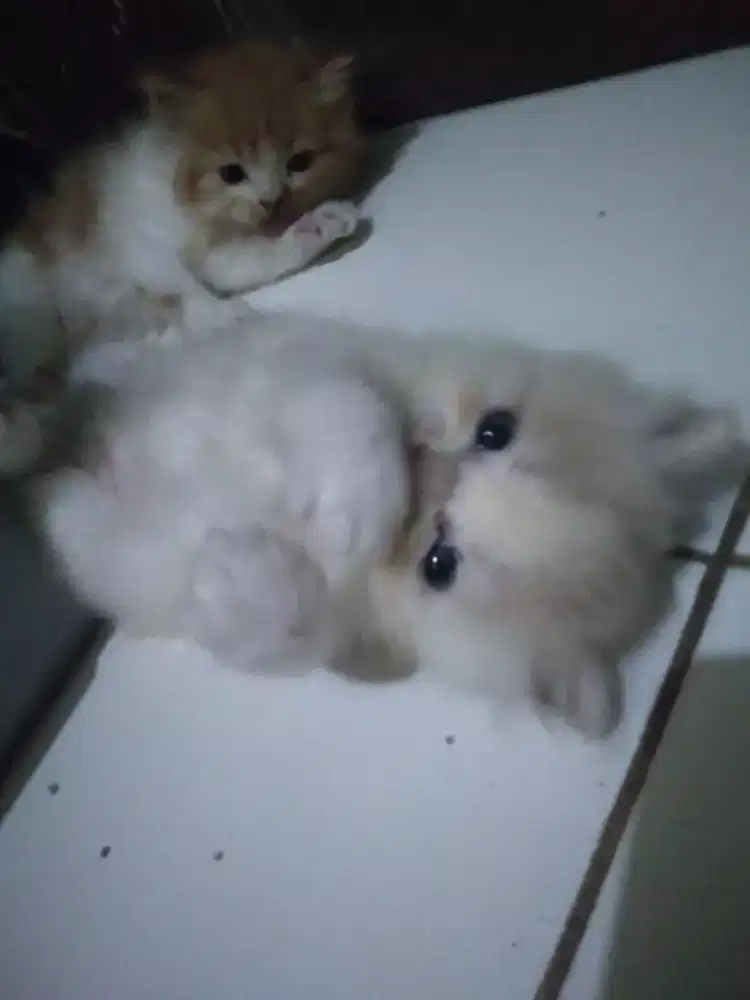 Satu pasang kitten