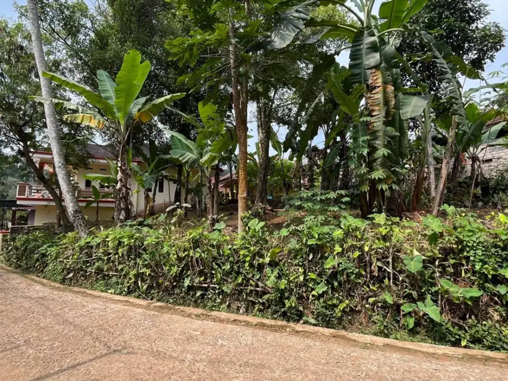 Tanah Kebun Cengkeh Dekat Penduduk Pinggir Jalan Desa Dijual Murah
