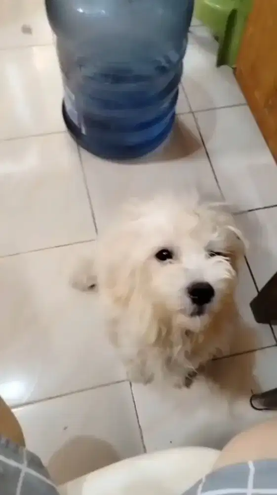 Jual cepat anjing poodle mix maltise