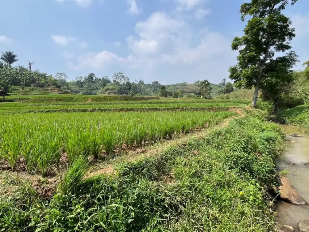 Dijual Murah Tanah Sawah Pinggir Sungai Kecil di Darangdan Purwakarta