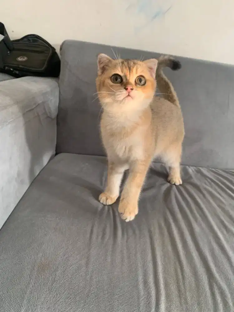 KITTEN BSH GOLDEN NY11 SCOTTISH FOLD BETINA BRITISH SHORTHAIR