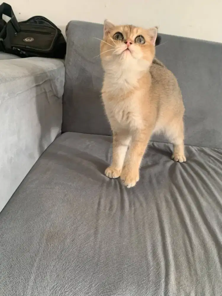 KITTEN BSH GOLDEN NY11 SCOTTISH FOLD BETINA BRITISH SHORTHAIR