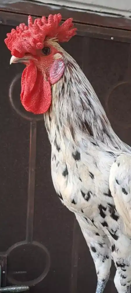 Ayam Ketawa Jantan type Slow tutup Jengger Mawar