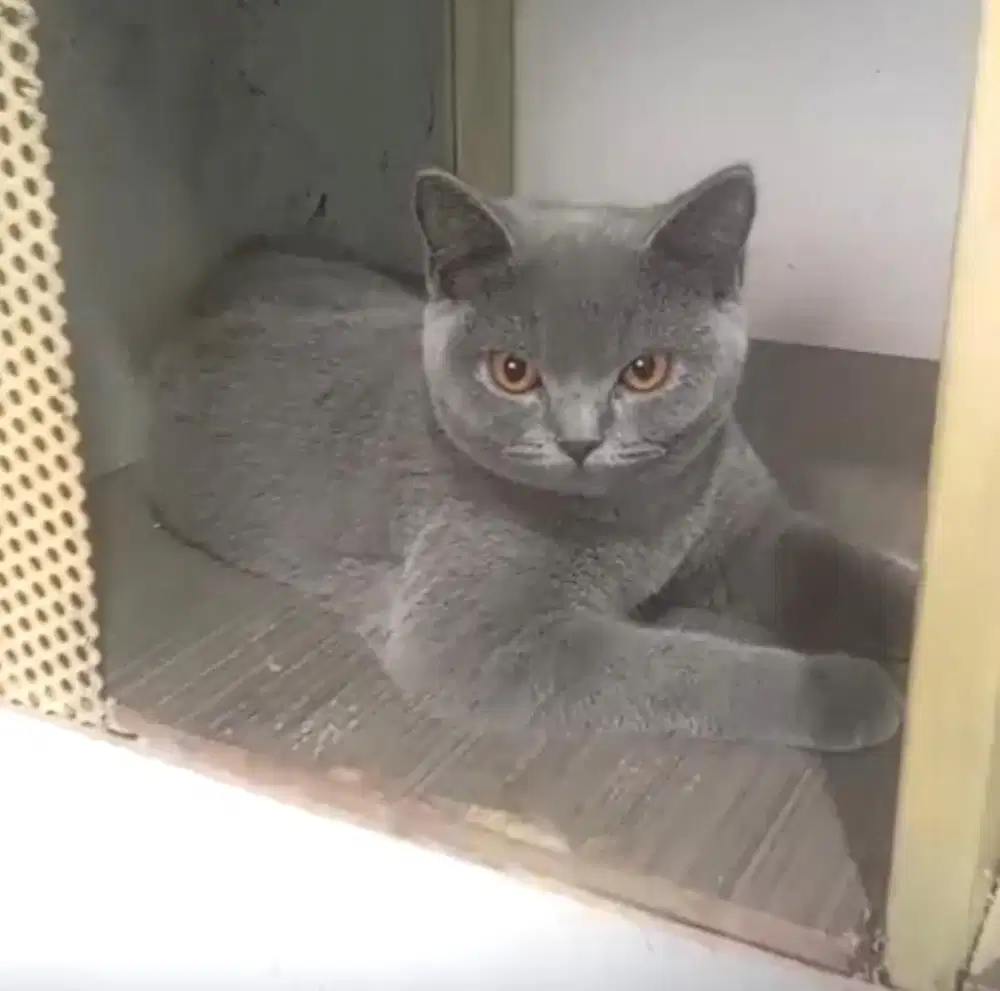 Kucing british shorthair bsh british shorthair