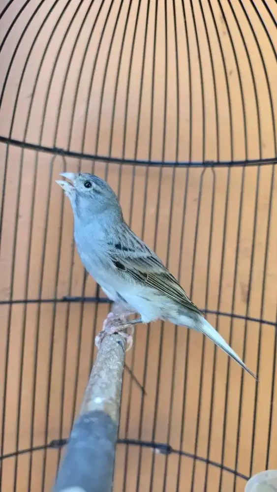Burung kenari seri af