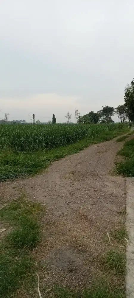 Dijual sawah daerah kebaron