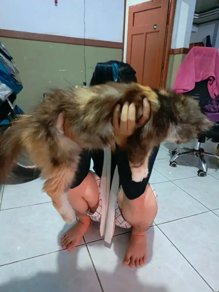 Persia induk dan kitten