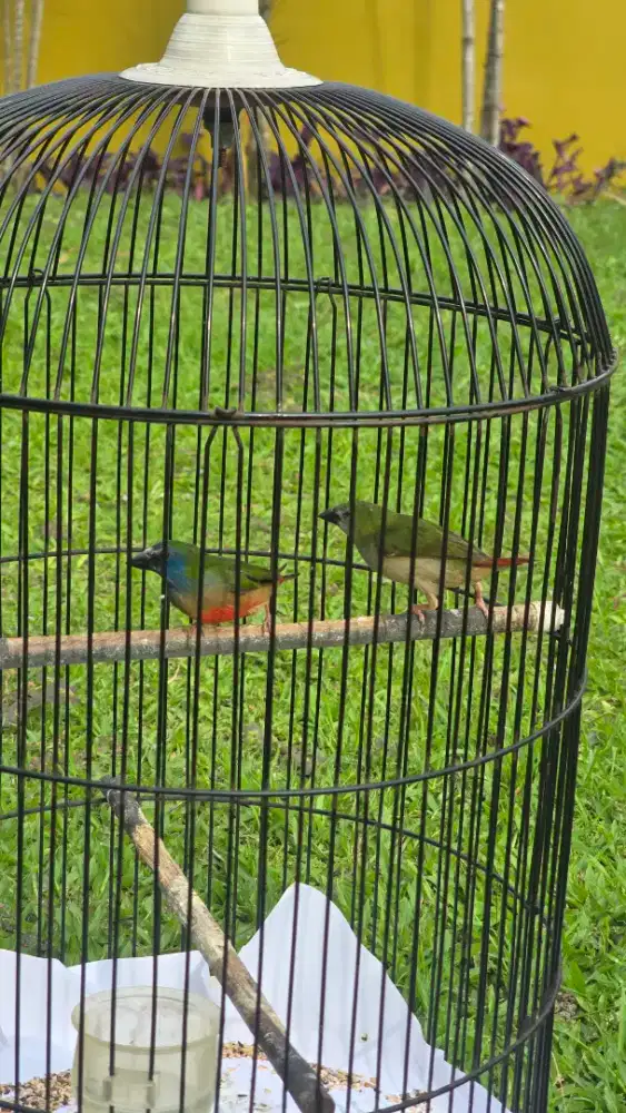 Pipit tricolor sepasang