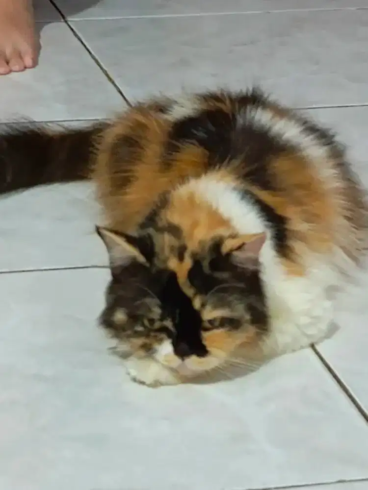 Betina warna cantik