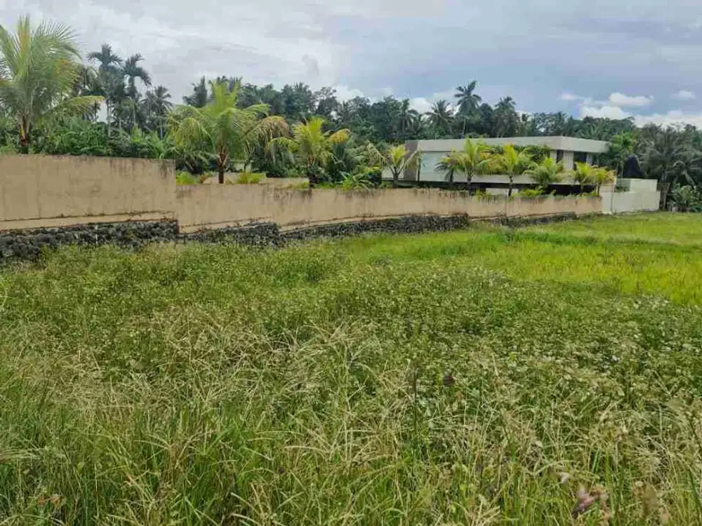 termurah. buc pejeng kawan ubud jln utama 33.8 are tanah di jual